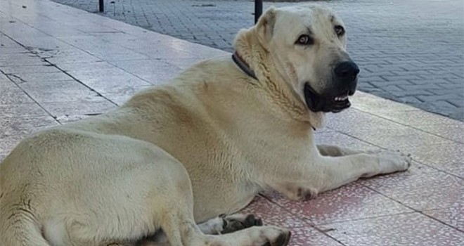 Bu köpeği bulana Antalya’da bir hafta tatil
