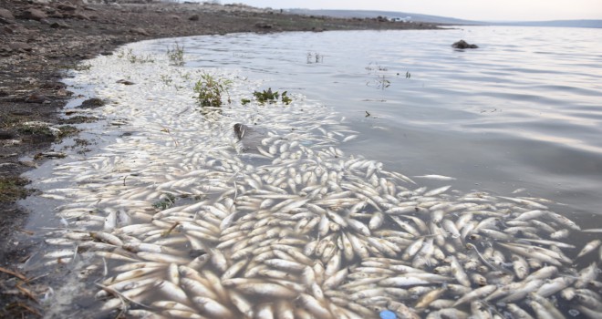 Baraj gölünde toplu balık ölümleri korkutuyor