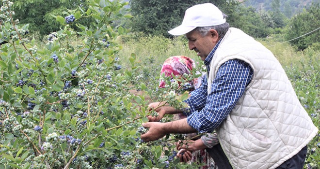 Dağ köyünün yüzünü güldürdü... Dönümden 80 bin lira kazanıyor