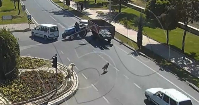  Köpeğe çarpmamak için durdu, traktör ona çarptı!