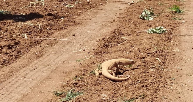 Şanlıurfa'da görüldü! Nesli tükenme tehlikesinde