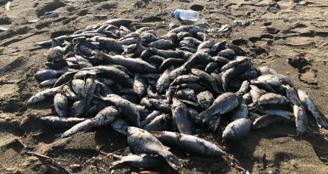Toplu balık ölümlerine çamur akan Asi Nehri neden olmuş