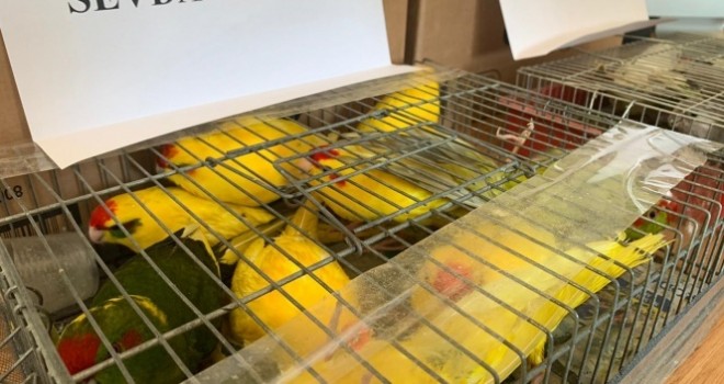  Kaçak papağan operasyonu: 45 papağana el konuldu