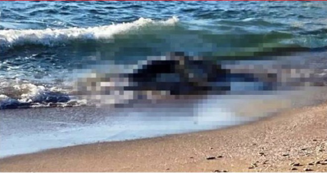 Kocaeli'de sahillere vuran 4 büyükbaş ölüsü