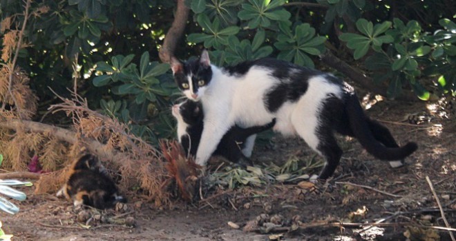 Yavruları mahsur kalan anne kedi insanları yardıma çağırdı