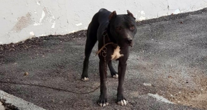  Pitbull çaldı, 7 bin 802 TL para cezası yedi