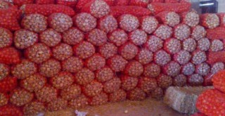 Soğanı fiyat artırmak için depoya hapsettiler