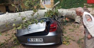Devrilen 190 yaşındaki çınar lüks otomobili hurdaya çevirdi
