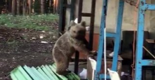 Sarıkamış'ta ayı inşaat bekçisini çıldırttı