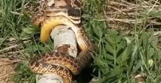 Bingöl'de görülen devasa yılan korkuttu
