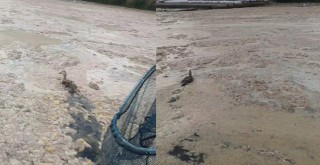 Deniz salyaları ördeklere de zor anlar yaşattı