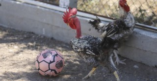 Maradona, Taffarel ve Şampiyon isimli horozların futbol sevdası