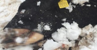 Antalya'da dehşet görüntü! Soğuk ve açlık öldürdü