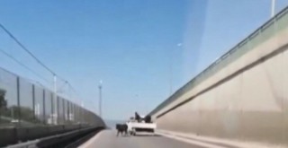 Bursa'da kaçan danalar ortalığı bir birine kattı