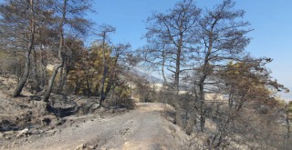 Aydın Çine'de yeşil siyaha döndü