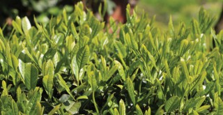 'Çay üreticileri' için genelge