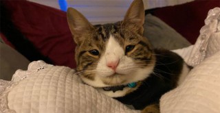 Bu da down sendromlu sevimli kedi