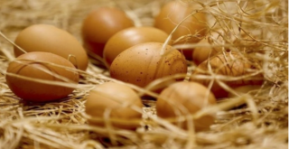 Sofralık yumurta ihracatına muafiyet düzenlemesi