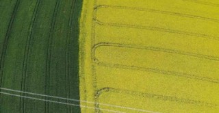 Tekirdağ'da ‘Sarı bahar'