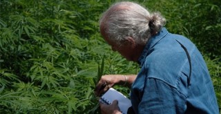 Türkiye'nin kenevir merkezi olacak