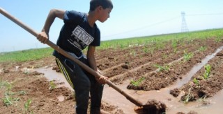 Boyundan büyük küreği ile tarlayı suluyor