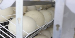 1,5 ayda yumurtadan çıkıyor, tanesi 500 liradan alıcı buluyor