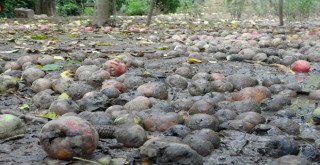 Binlerce ton meyve çürümeye terk edildi