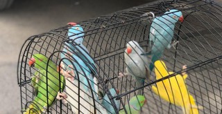 İstanbul'da papağan operasyonu: 66 papağan kurtarıldı