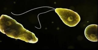 Adamın beynini yiyip, toprağa öyle yolluyor