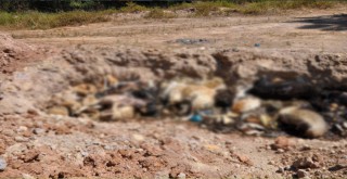 Telef olmuş onlarca kedi ve köpek toplu mezara koyuldu
