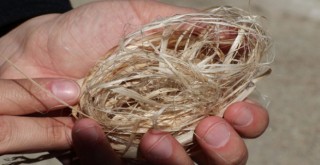 Kilosu bin liraya çıktı!