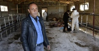 Ahırdaki sır hala çözülemedi