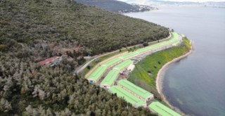 İBB Adalar'da 100'e yakın atı ahıra hapsetti