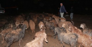 Sel 120 hayvanı telef etti