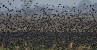 Sığırcık kuşlarından görsel şölen