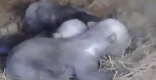 Ayı saldırısından son anda kurtulan 2 avcı, inde sürprizle karşılaştı