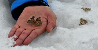 Yer Kars! Kar üzerinden topladılar, böylesi ilk kez yaşandı...