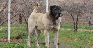 Yanlarından ayırmıyorlar! Otomobil fiyatına satılıyor...