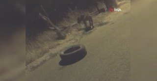 Köpeğe araç lastiği bağlatıp işkence yaptı, savunmasıyla pes dedirtti