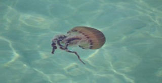 Ne ölüsüne ne de dirisine dokunmayın