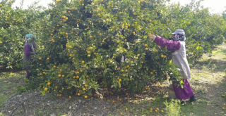 Üreticiler işçi bulamamaktan dertli