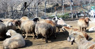 Feci olay! Bu halde bulundular