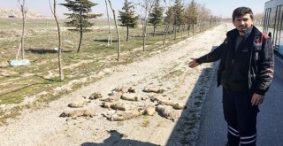 Yol kenarında gördü, isyan etti! 