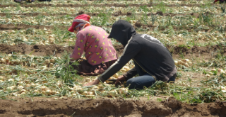 Soğan tarlada 9-10 liradan satılıyor