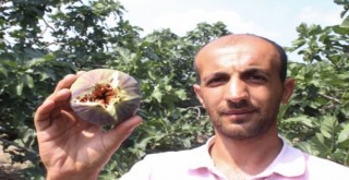 Kraliçe İncir'ine ihracat izni çıktı, yüzler gülüyor