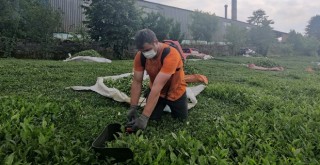 Çay fabrikasından kömür tozları yağıyor