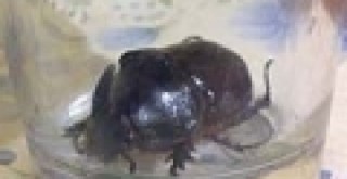 Bahçesinde dünyanın en nadir böceğini buldu