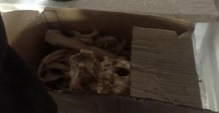 Ev tadilatında insan iskeleti bulundu