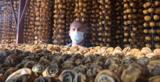 Eşinin çamaşır kuruttuğu ipte hurma kuruttu hayatı değişti