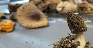 Kilosu 3 bin TL'ye satılıyor üreticisini zengin ediyor